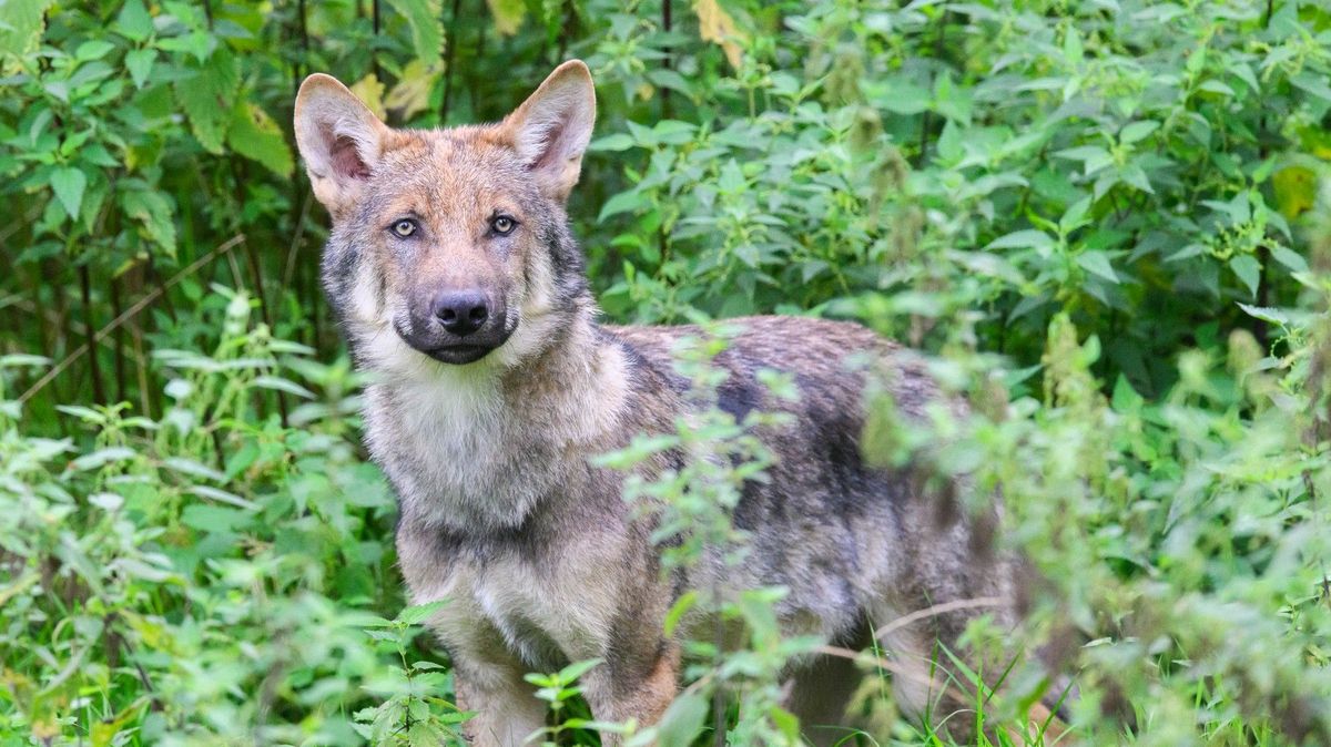 Brusel zvažuje regulaci vlků. Jejich počty strmě rostou, roztrhali i poníka von der Leyenové